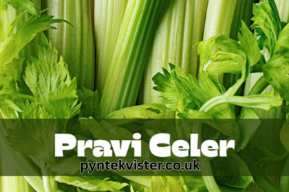 Pravi Celer