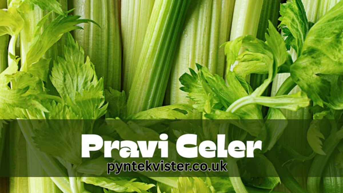 Pravi Celer